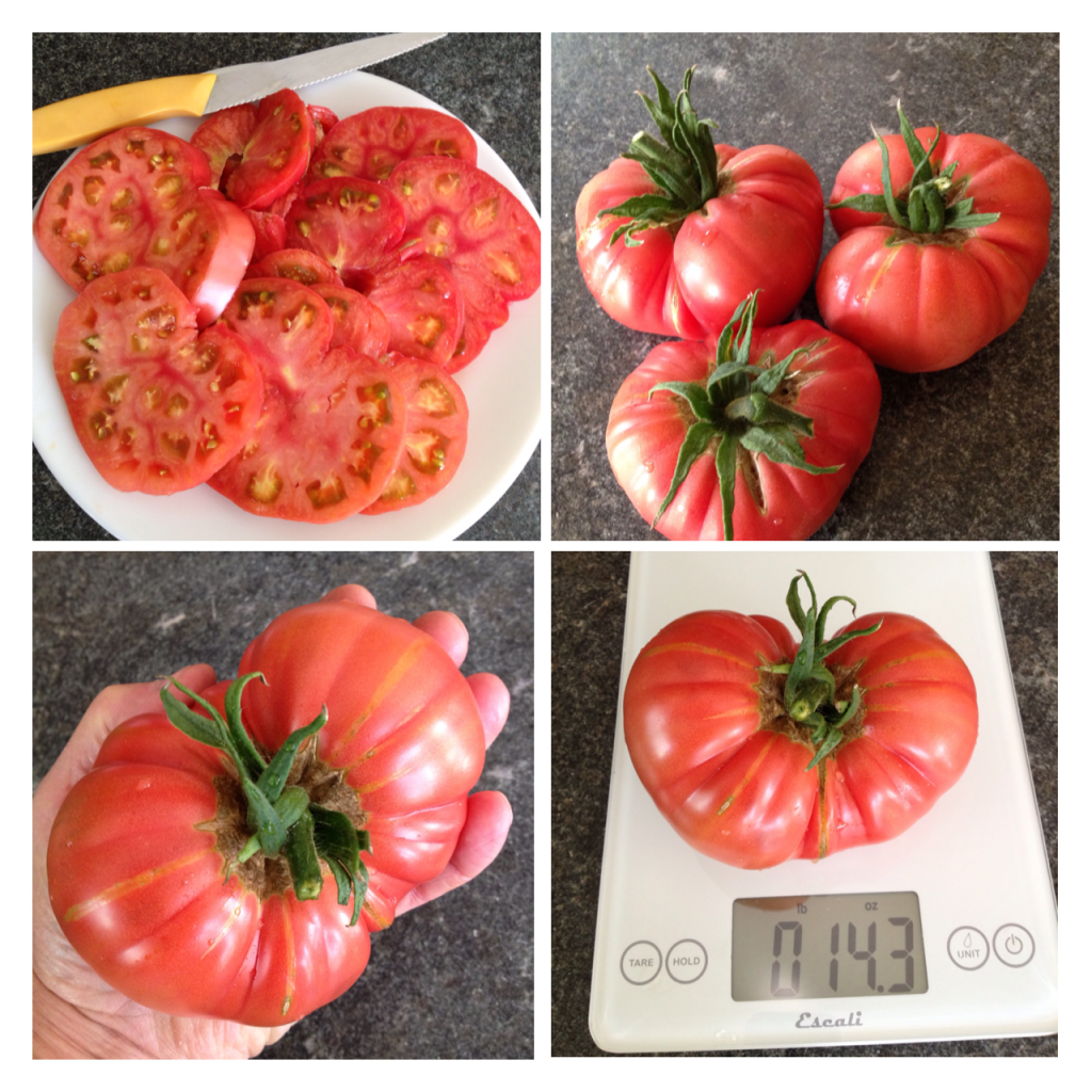  photo IMG_1322_zps35dbf82e.png