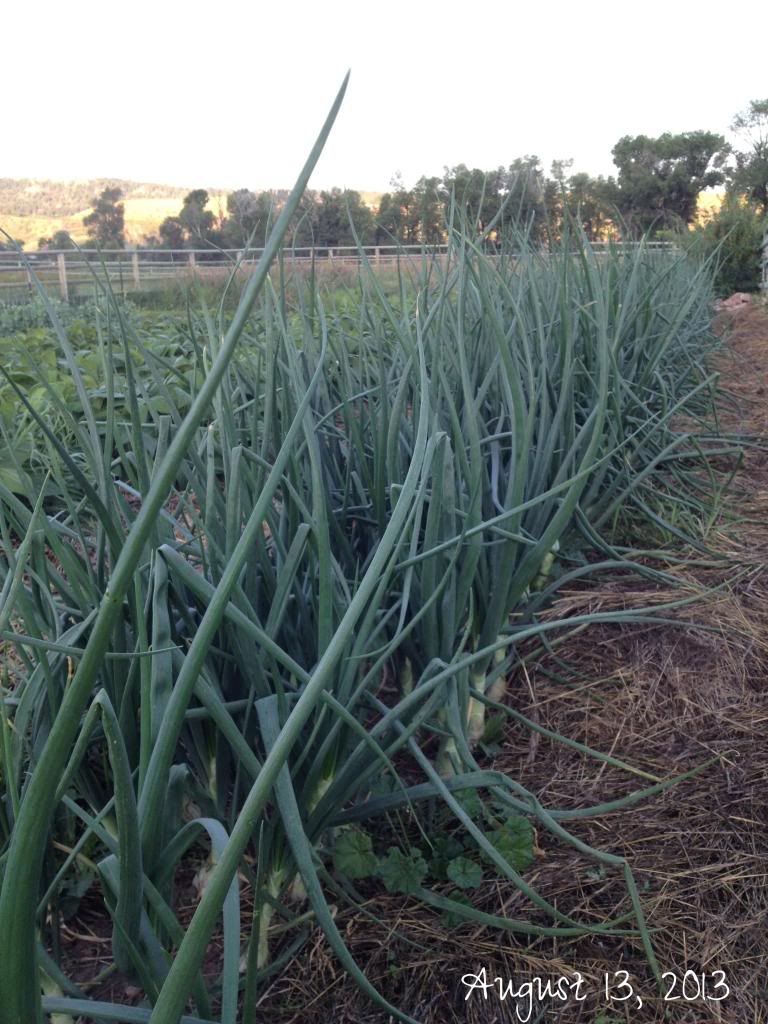  photo IMG_1615_zps79ac9743.jpg