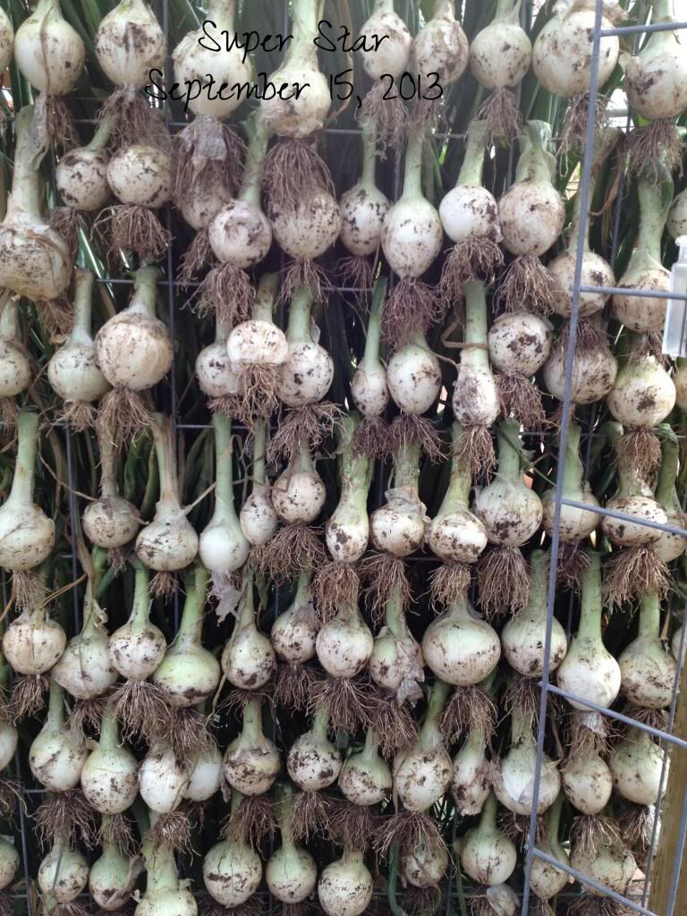  photo IMG_1758_zps7d142cee.jpg