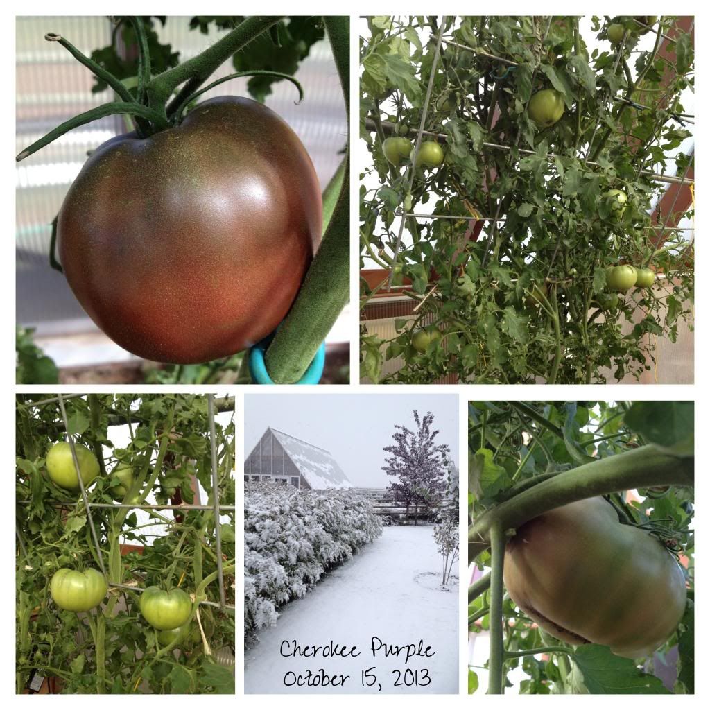  photo IMG_1866_zpscc93e7d8.jpg