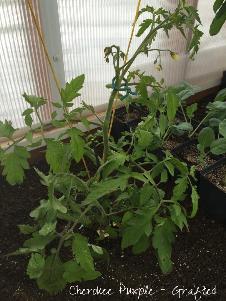  photo bcd90e10-9519-450d-b19f-9271fb1ff224_zps67be6c13.jpg