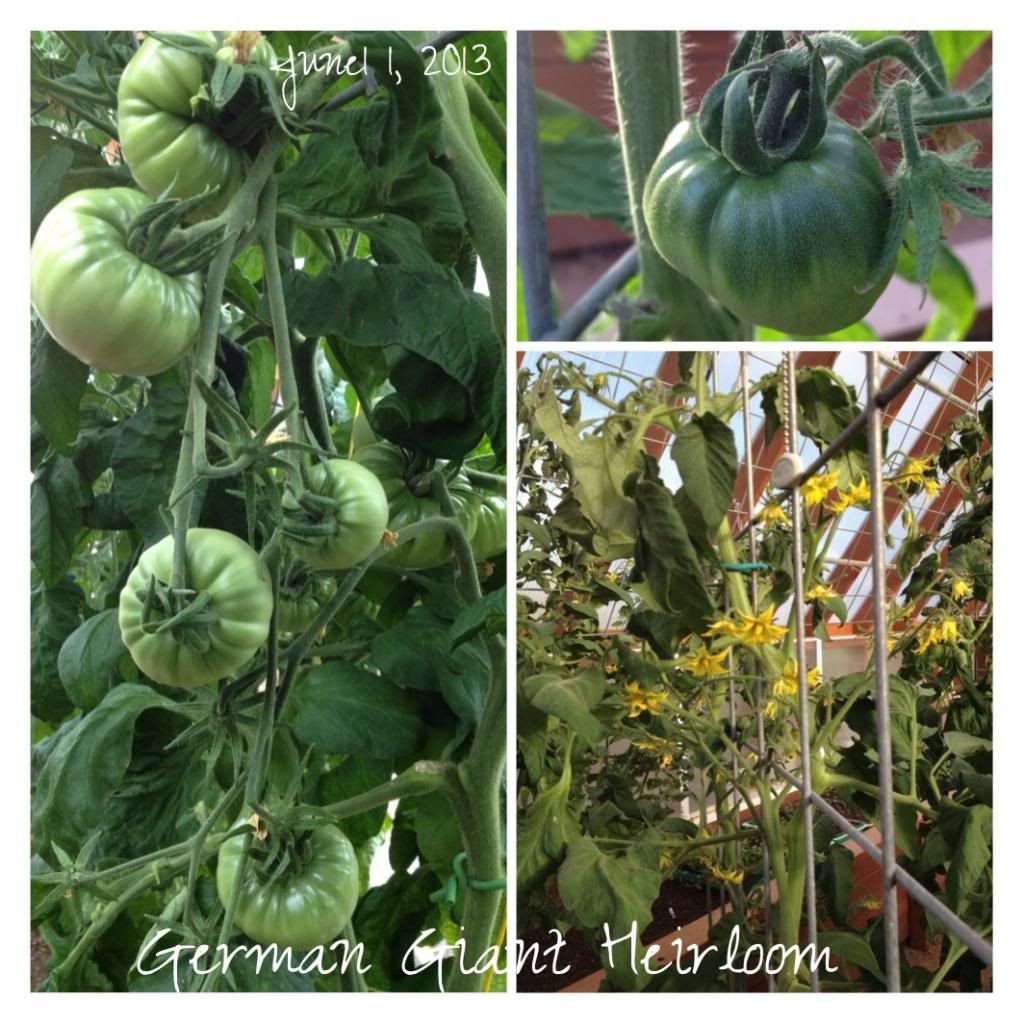  photo dc9153ab-3ca4-47c4-920f-f49d60e61a74_zps60f47e9e.jpg