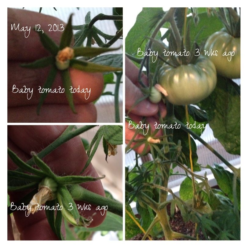  photo ea5147d4-73dd-407f-a610-c1cc02890ad8_zps53430984.jpg