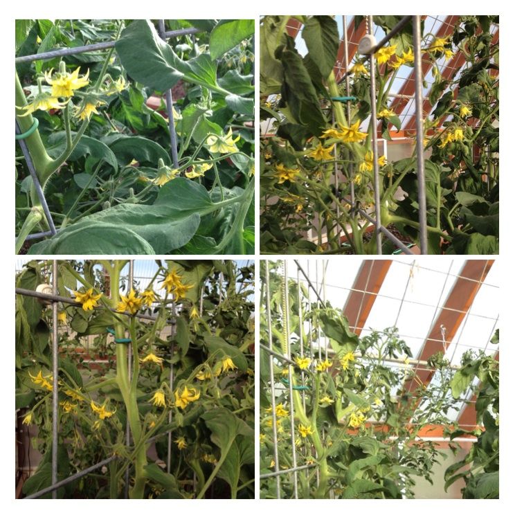  photo image_zps19c78893.jpg