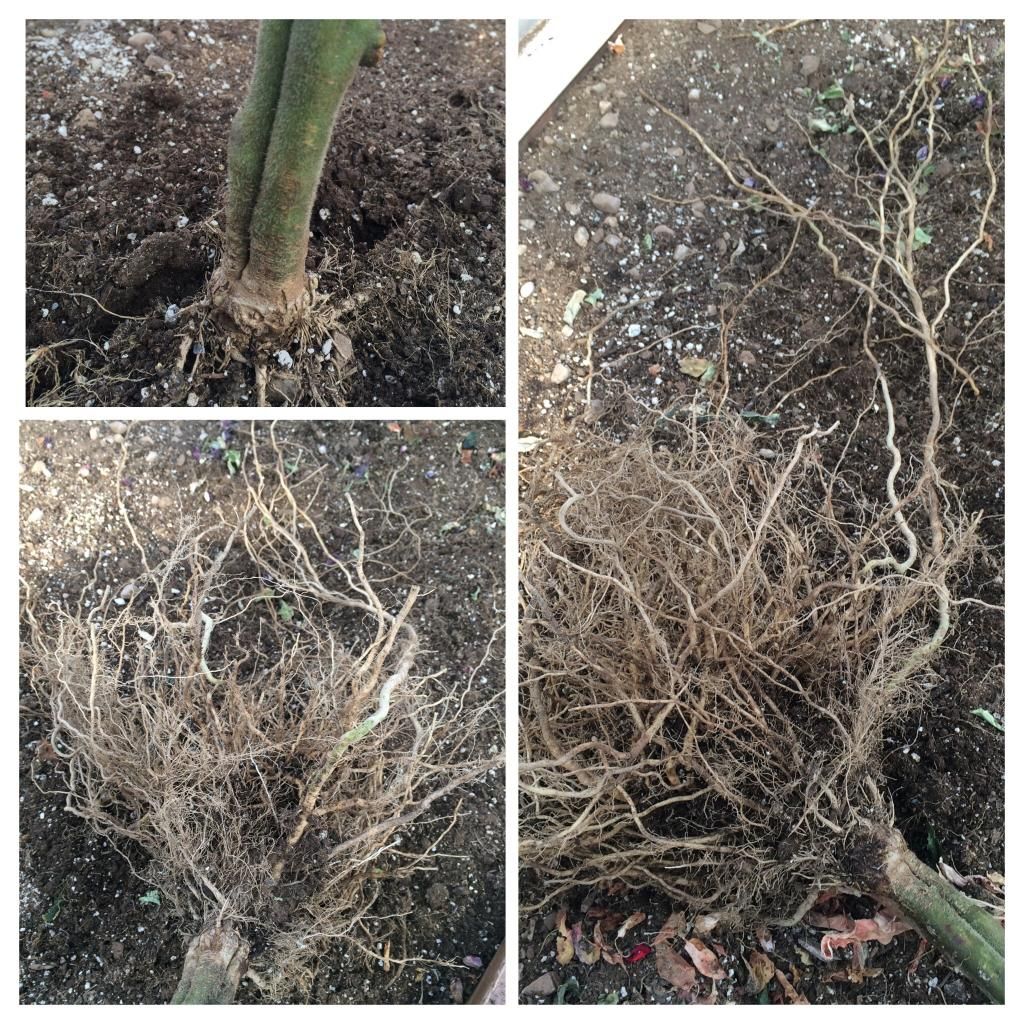  photo image_zps1c65157c.jpg