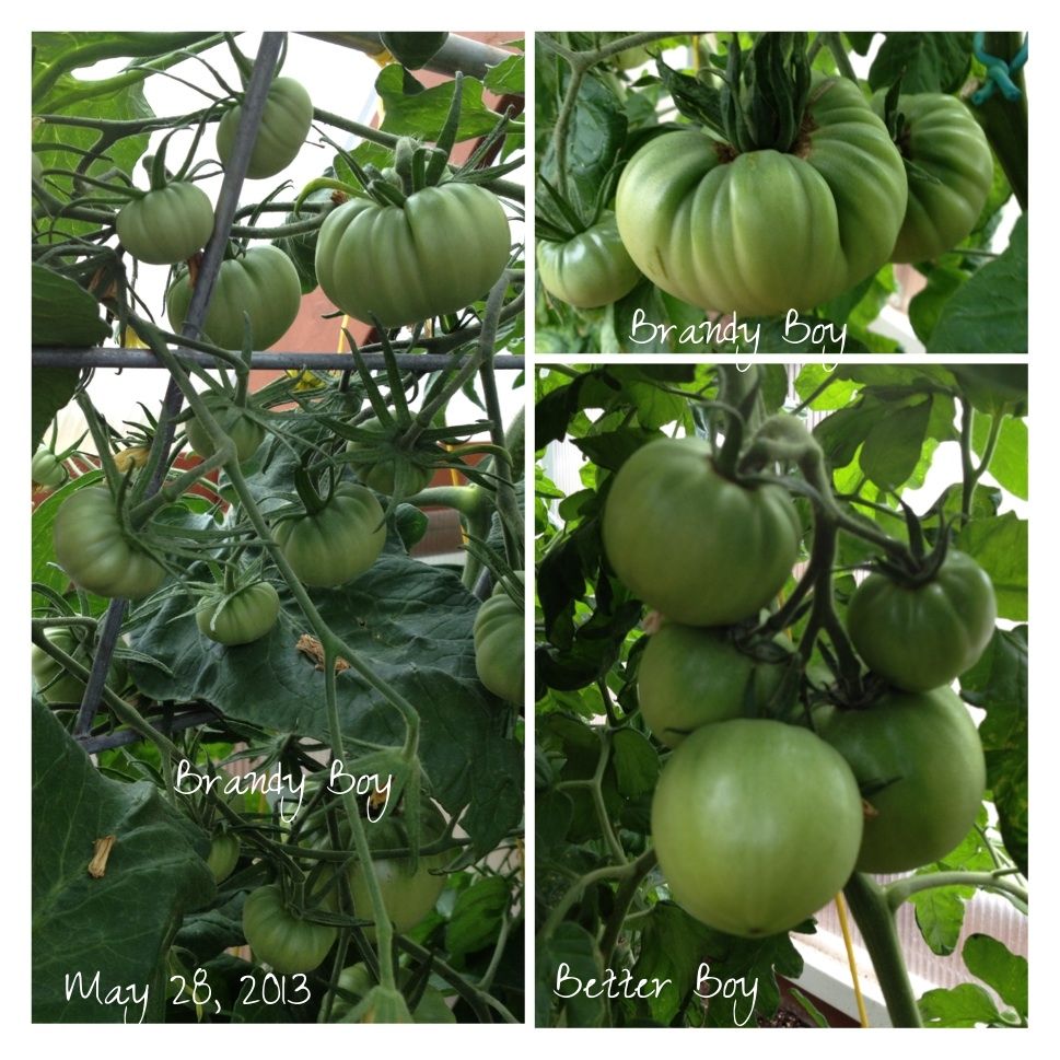  photo image_zps1d7b930c.jpg