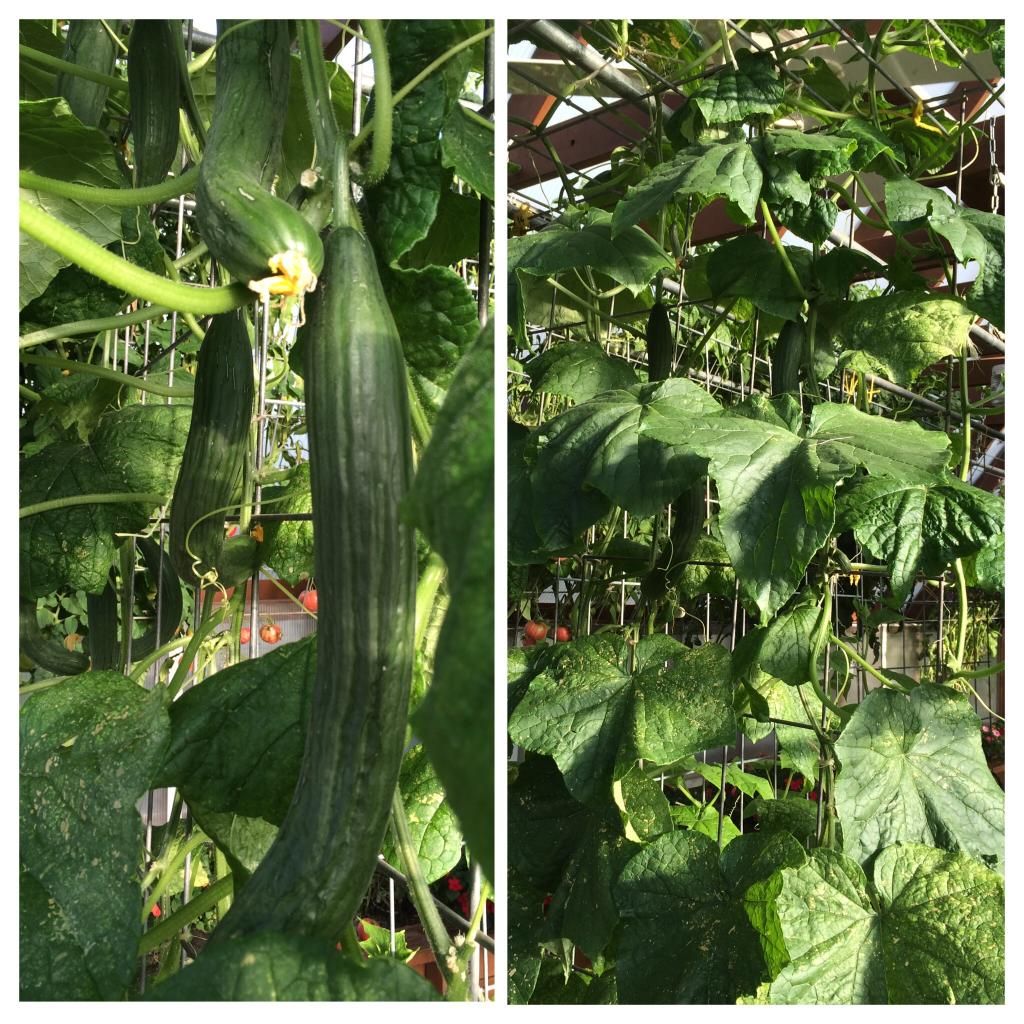  photo image_zps2ab20fee.jpg