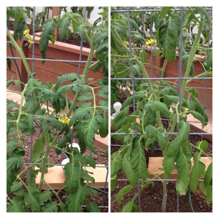  photo image_zps2f11e47d.jpg