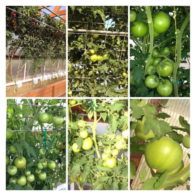  photo image_zps3dc84fed.jpg