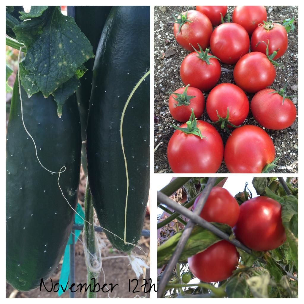  photo image_zps42b79eb4.jpg