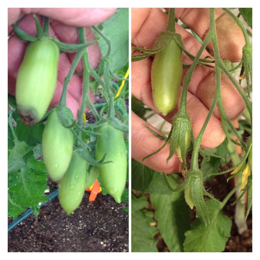  photo image_zps4c511578.jpg