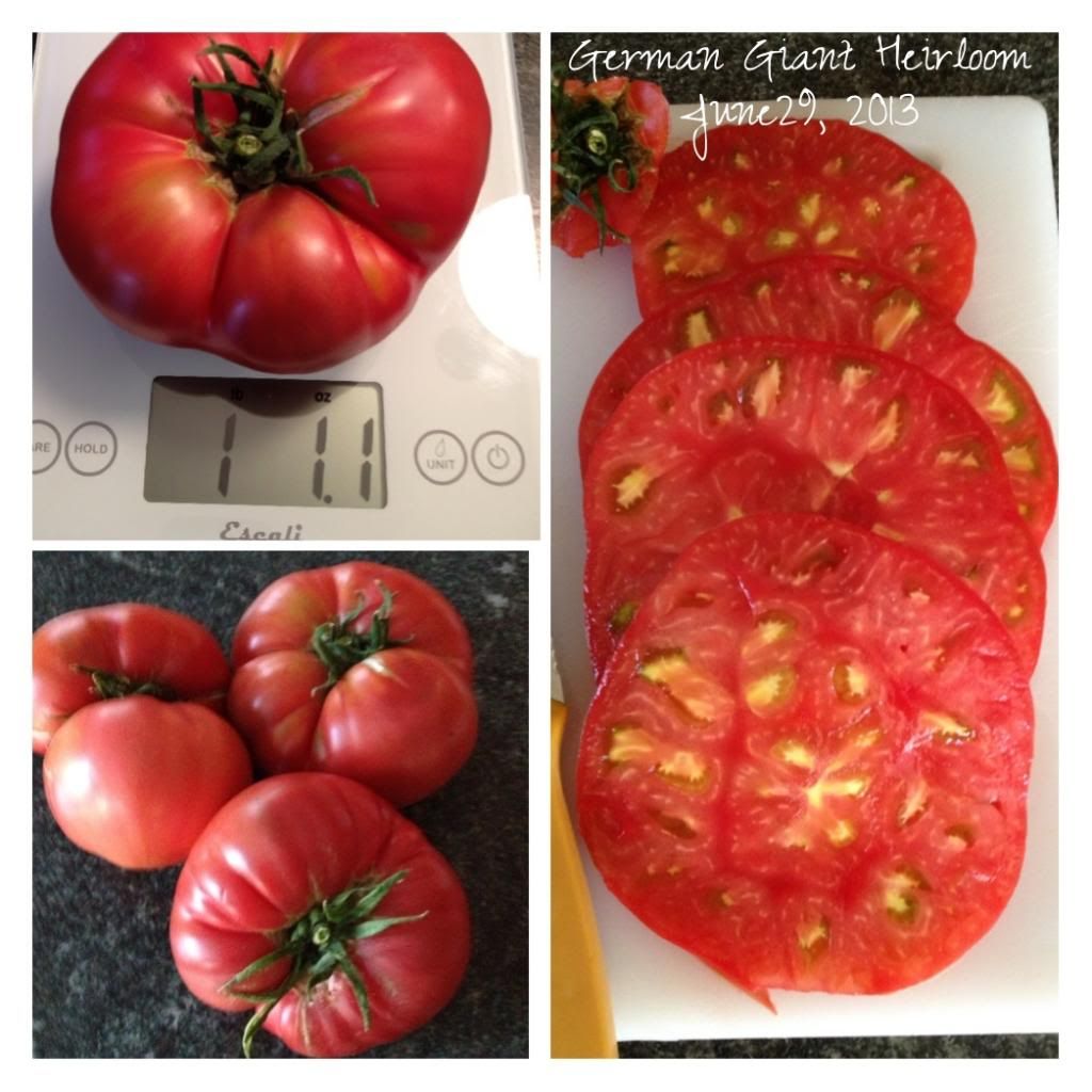  photo image_zps65352bfa.jpg