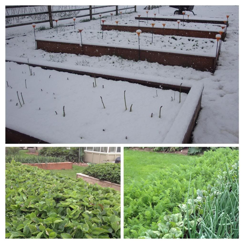 How much space between raised veg beds?