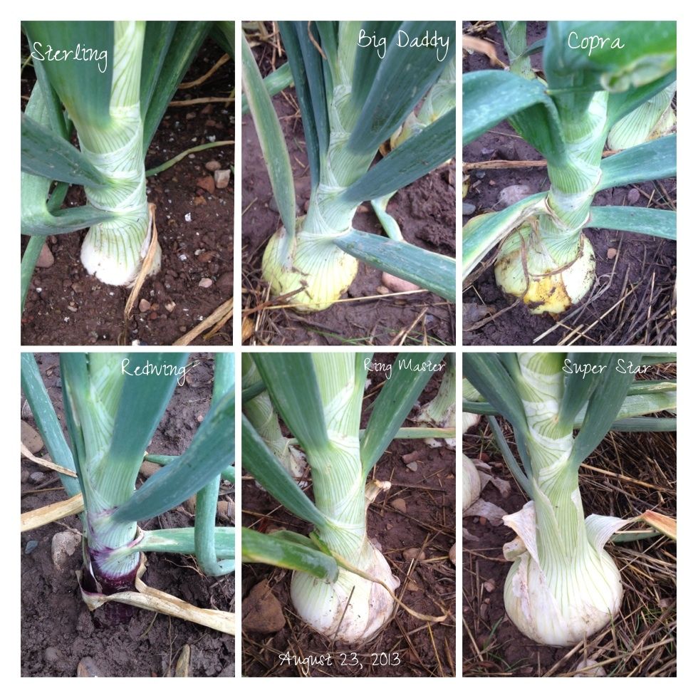  photo image_zps8841c31e.jpg