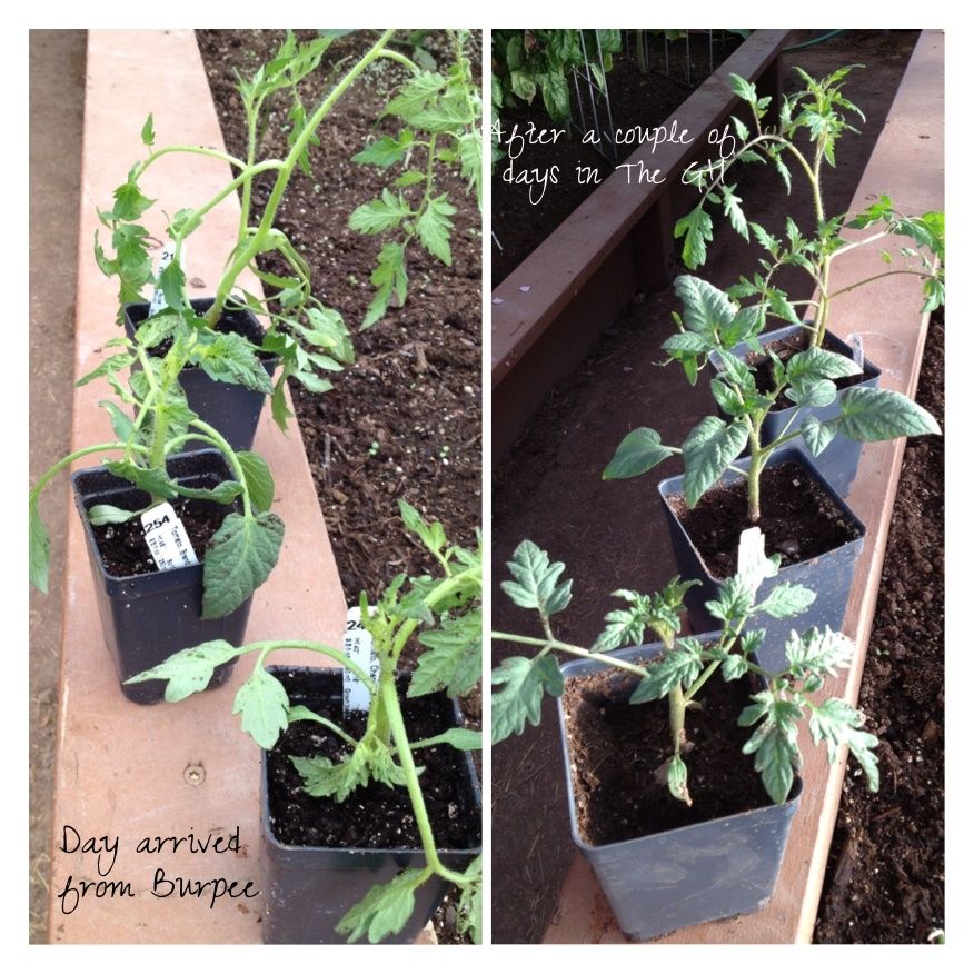  photo image_zps9203e4b6.jpg