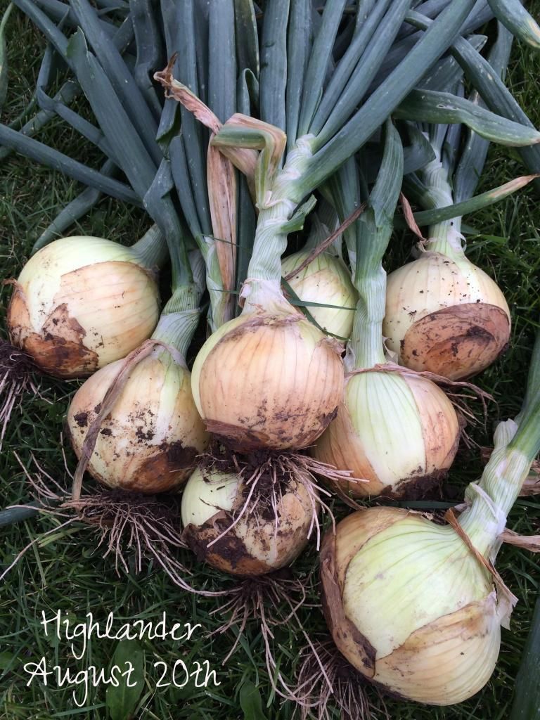  photo image_zpsa03507d7.jpg