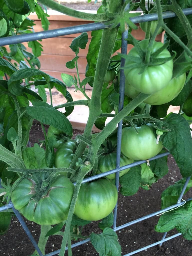  photo image_zpsa611224f.jpg