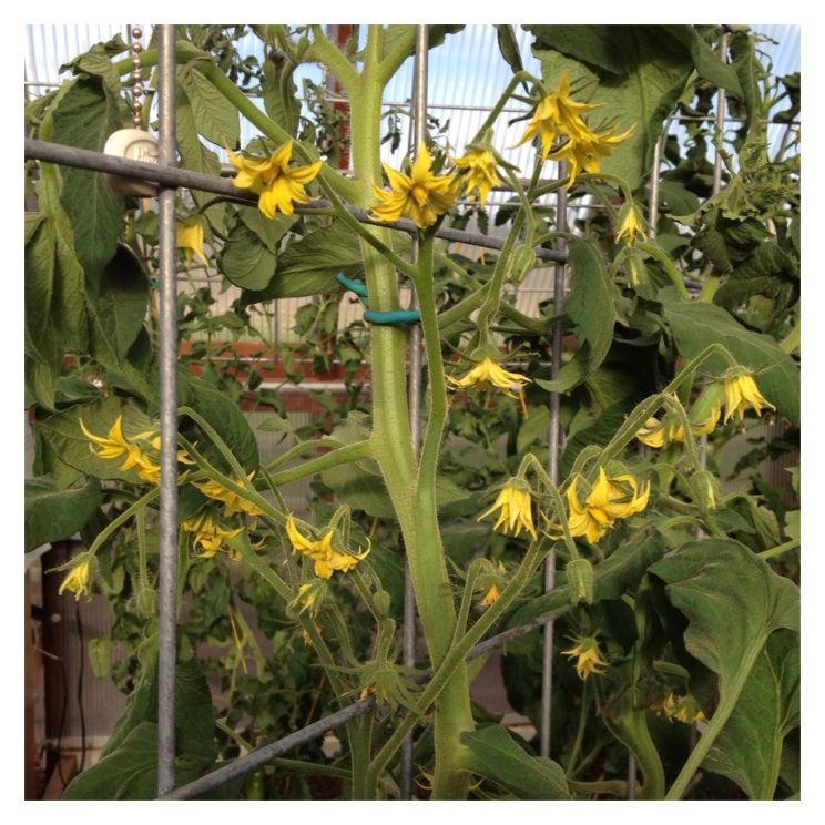  photo image_zpsbbebea8f.jpg