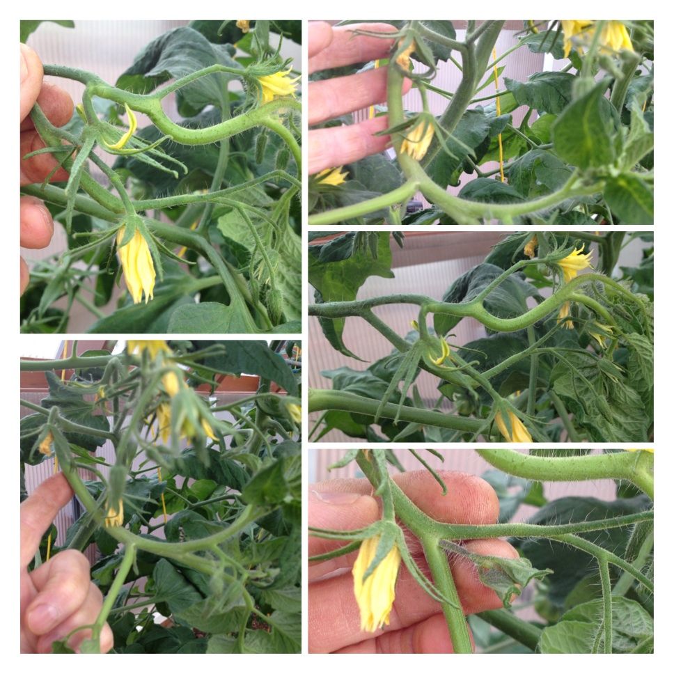  photo image_zpsc9d0dcfb.jpg