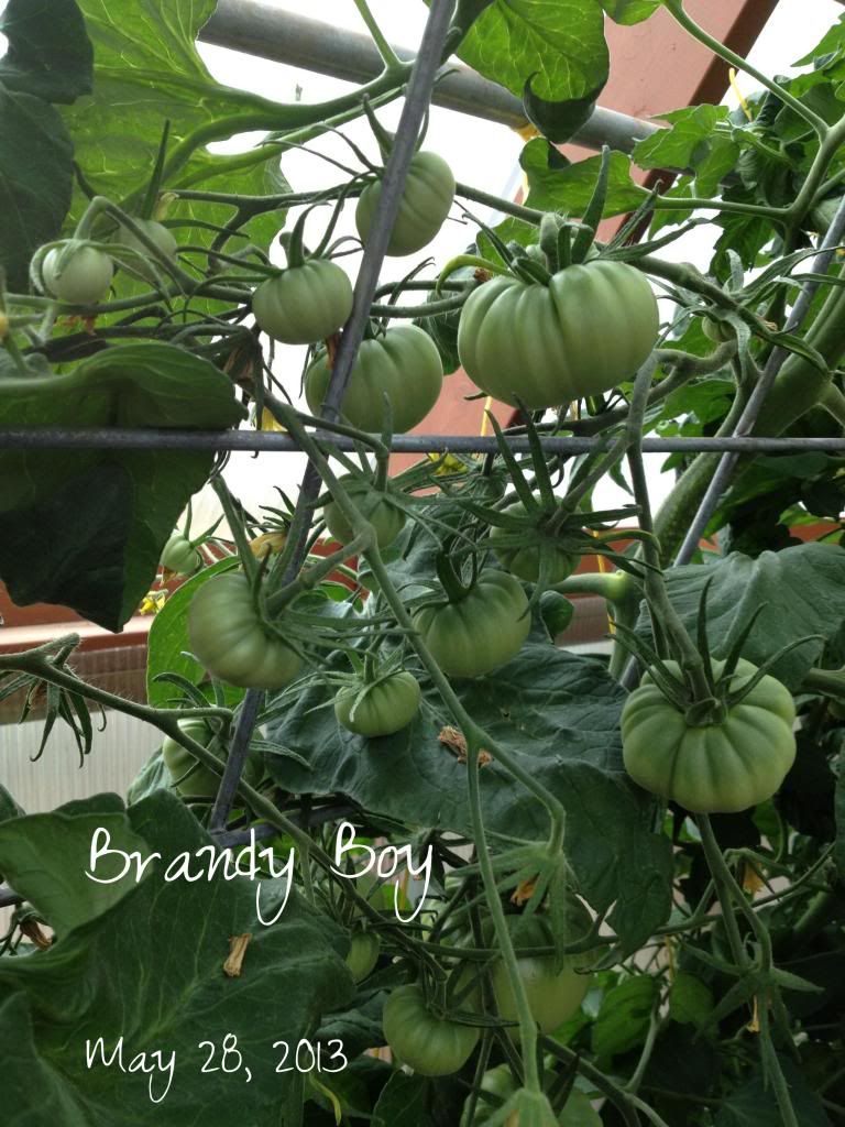  photo image_zpscc6be9a1.jpg