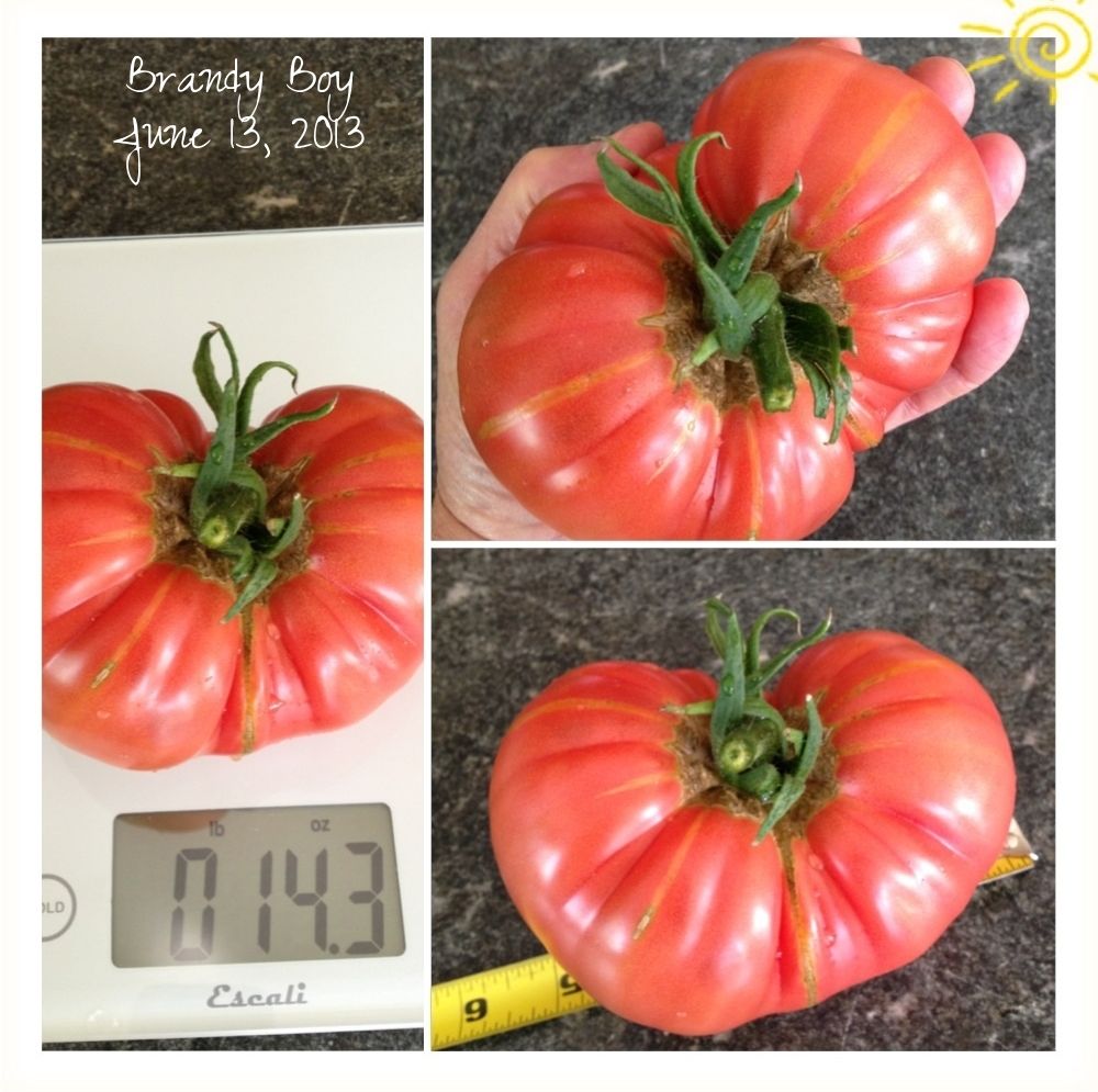  photo image_zpsda0220e0.jpg