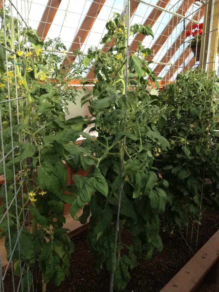  photo image_zpsfc12ce9c.jpg