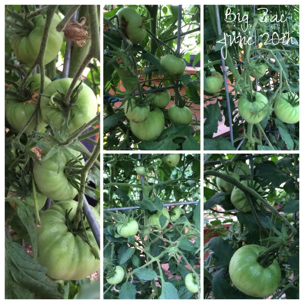  photo imagejpg1_zps3fd4d94e.jpg