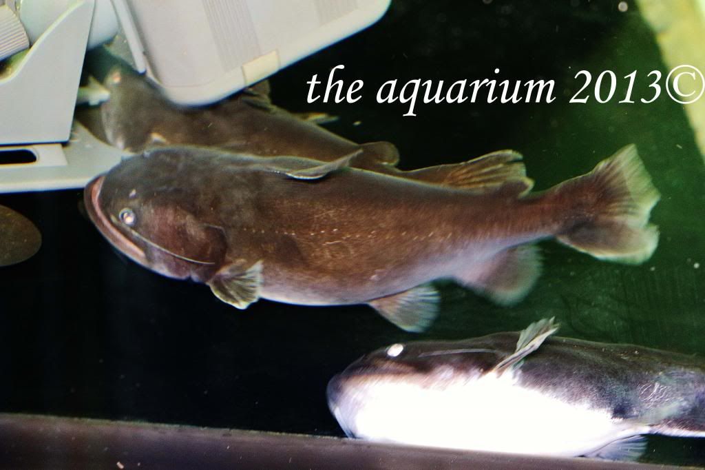 Asterophysus Batrachus Aka Gulper Catfish | The Aquarium