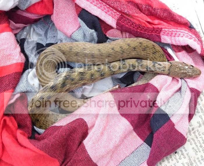 snake_zpsuy0ehdfr.jpg